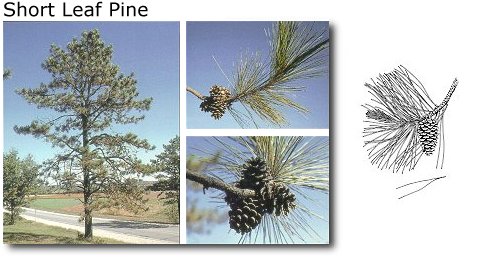 Short Leaf Pine